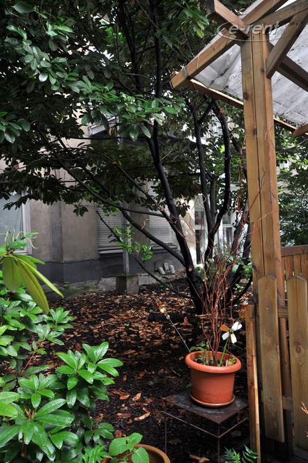 Small 1-room house in a green courtyard in Cologne-Neustadt-North